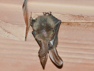 Brown long-eared bat (Plecotus auritus), hanging at the wall