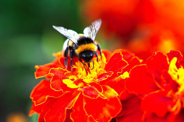 bee collects honey from flower macro