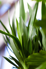 Green house plants. Green leave plants. Interior garden with green plants.