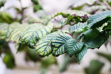 Green ornate plant leaves