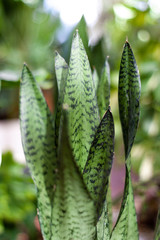 Green house plants. Green leave plants. Interior garden with green plants.