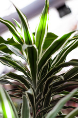 Green house plants. Green leave plants. Interior garden with green plants.