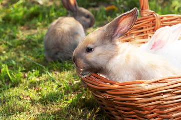 cute rabbits in a basket in the garden