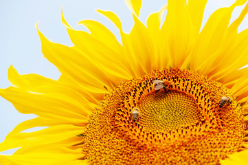Naklejka premium three bees on the sunflower, collect honey macro