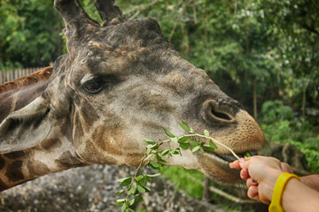 Fototapeta premium Giraffe in the zoo eating leaves