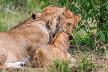 Lion who wash their cubs in the bush