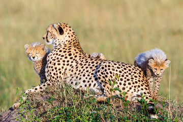 Fototapeta na wymiar Cheetah cubs with their mother resting
