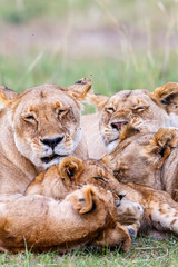 Close-up of a flock of lions that rests