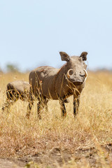 Warthog in the high grass on the savannah