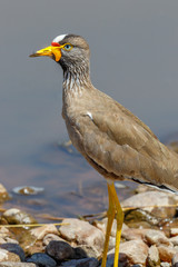 African Wattled lapwing on a beach in Africa