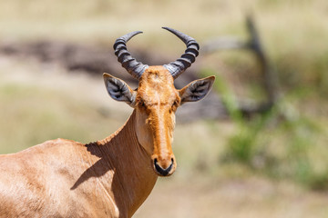 Portrait at an Hartebeest with beautiful shaped horns