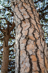 The cortex of a pine