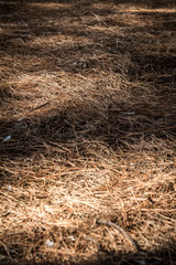 The ground in a forest of pines