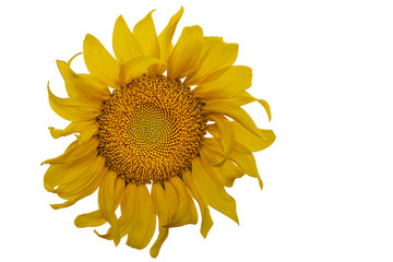 Yellow Sunflower Flower. Closeup Isolated on White Background