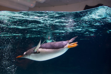 Emperor penguin swimming in the aquarium transparent water