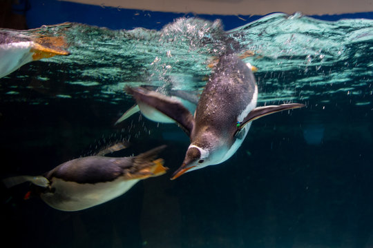 Emperor penguin swimming in the aquarium transparent water