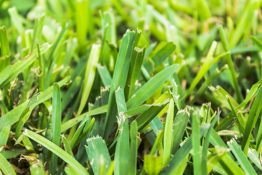 An image of a green grass