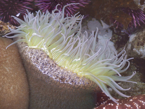 Underwater Creature with Tenacles