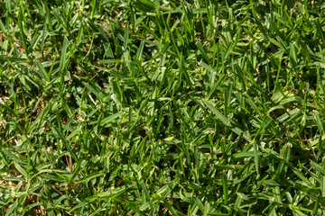 An image of a green grass