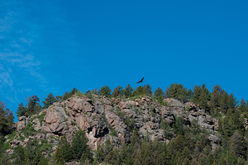 With wings outspread a large bird soars over the mountains in Colorado in the bright blue sky. Bokeh.