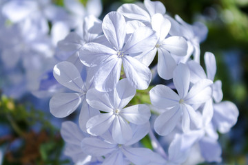 Flower growing in a sunny day