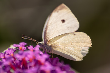 Zarter weißer Schmetterling (Kohlweißling) sammelt auf einem Fliederbusch in der Abendsonne süßen Nektar und bestäubt dabei Blüte um Blüte