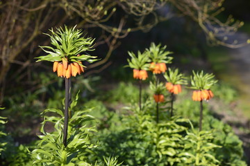 Leonotis Leonurus of Emmetts Garden