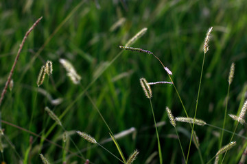 Vegetation in an urban environment