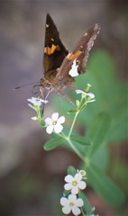 Butterfly on a flower