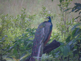 Peacock in Forest