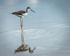 Black-necked Stilt in the Brazoria National Wildlife Refuge!