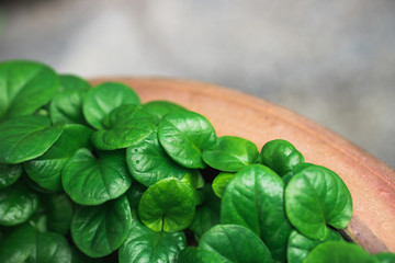 Closeup nature view of dark green leaf with copy space using as background concept