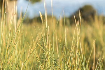 The grass growing in the field