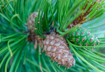 Pine cone up close