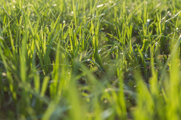 The herb growing in a garden