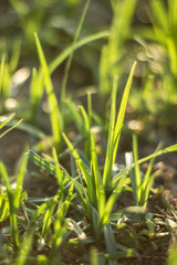 The herb growing in a garden