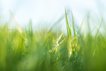 The herb growing in a garden