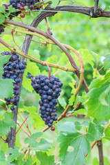 Red Wine Grapes 
