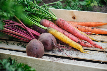 Carrots and beets in a wooden box