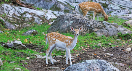 Naklejka na ściany i meble Bambi deer in wildlife background. Young cute bambys in a natural field. Beautiful baby deer in alert. Little fawn looking for hunts.
