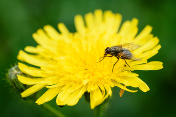 Fly sits on yellow dandelion. The fly carries bacterial infections.