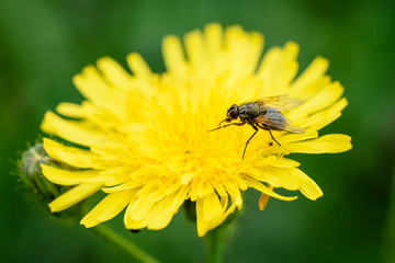 Fly sits on yellow dandelion. The fly carries bacterial infections.