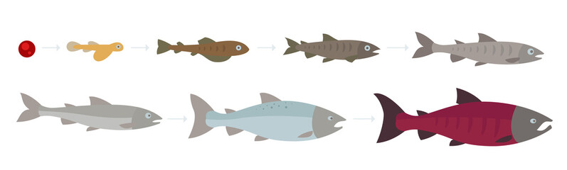 Life cycle of the Atlantic Salmon. Stages of salmon fish growth set. Coho salmon growth from egg to fry. Sockeye aquaculture grow up animation progression.