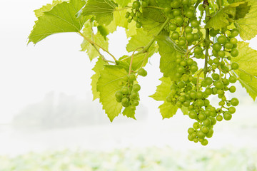 greenish leaves and voraciously ripe green grapes