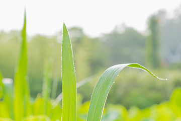 a fresh green blade of grass with dew