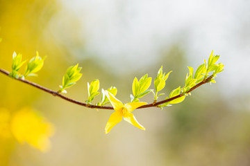 pale-green leaves and yellow forsythia flowers in a blurred background