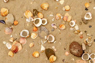 Various shells on the  sand at the seashore