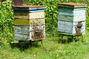 Bee hives in a swarm condition, a large number of bees