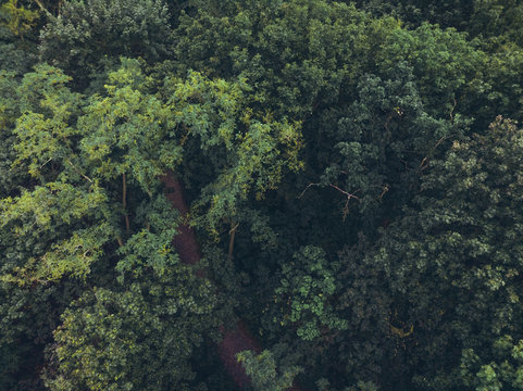 forest from the top view - picture taken by a drone