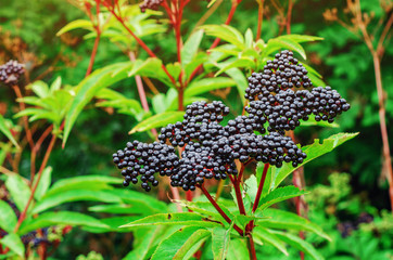 Fototapeta na wymiar Ripe berries of black elderberry bunch on bushes in the forest
